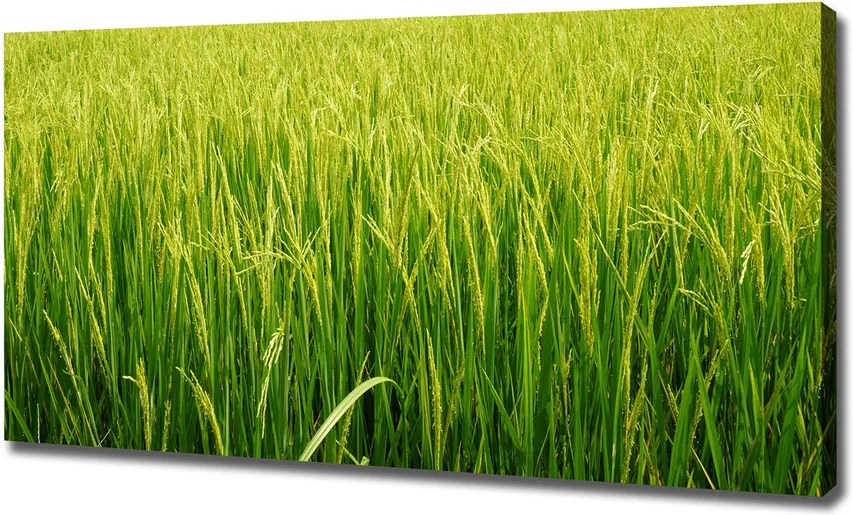 Print pe pânză Câmp de orez