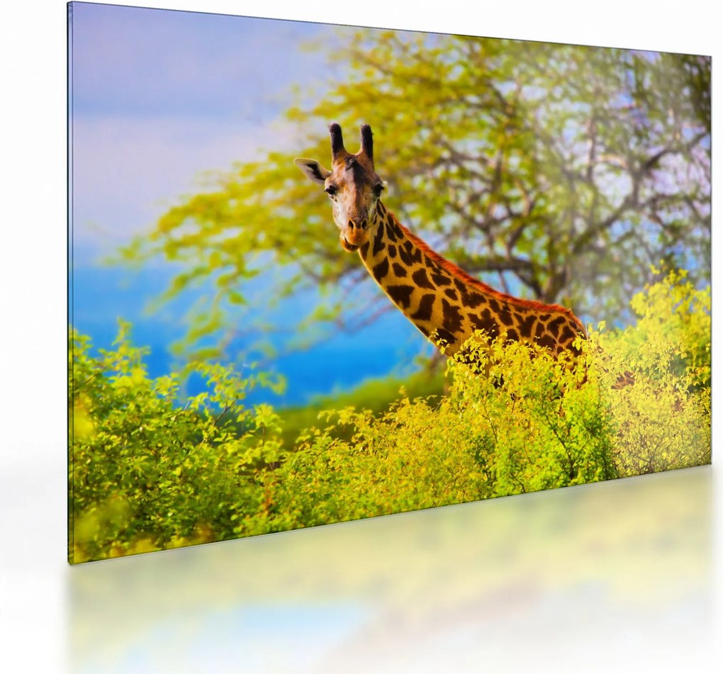 Tablou pe sticlă - Girafa în Africa (70x50 cm)