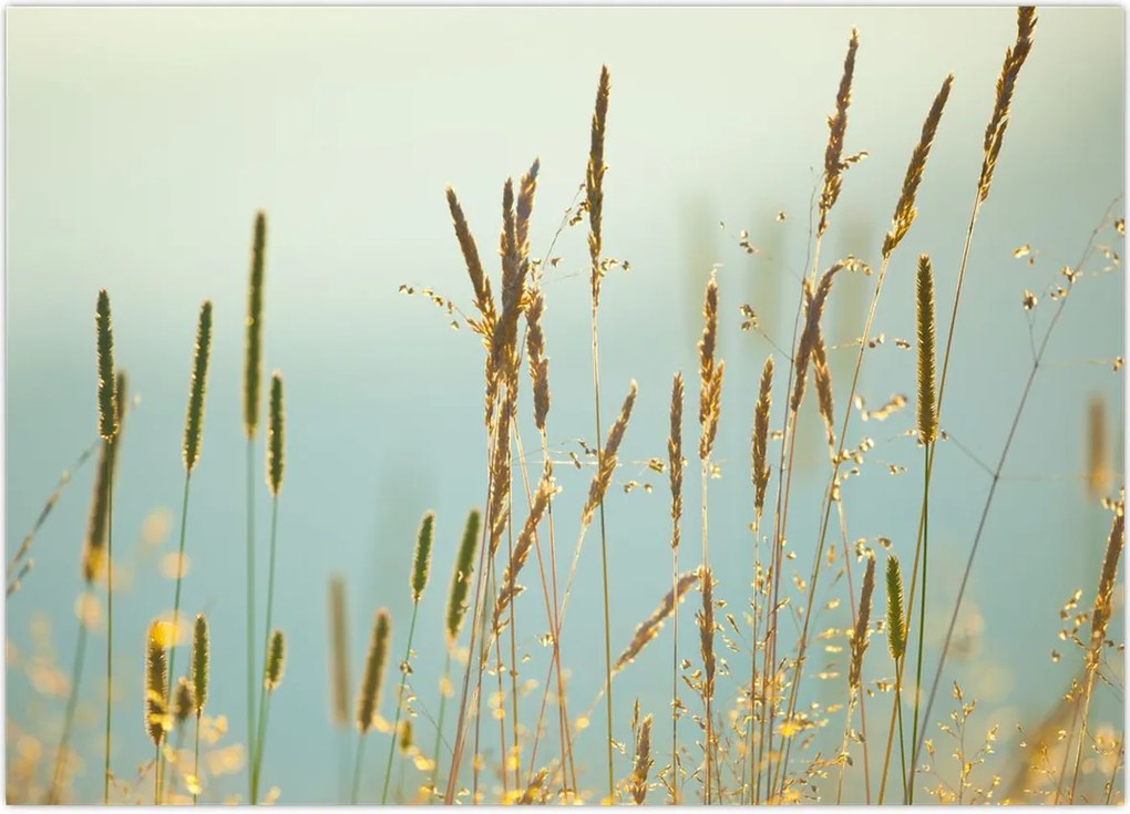 Tablou - Luncă (70x50 cm)