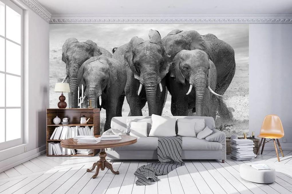 Fototapet - Elefanți (152,5x104 cm), în 8 de alte dimensiuni noi