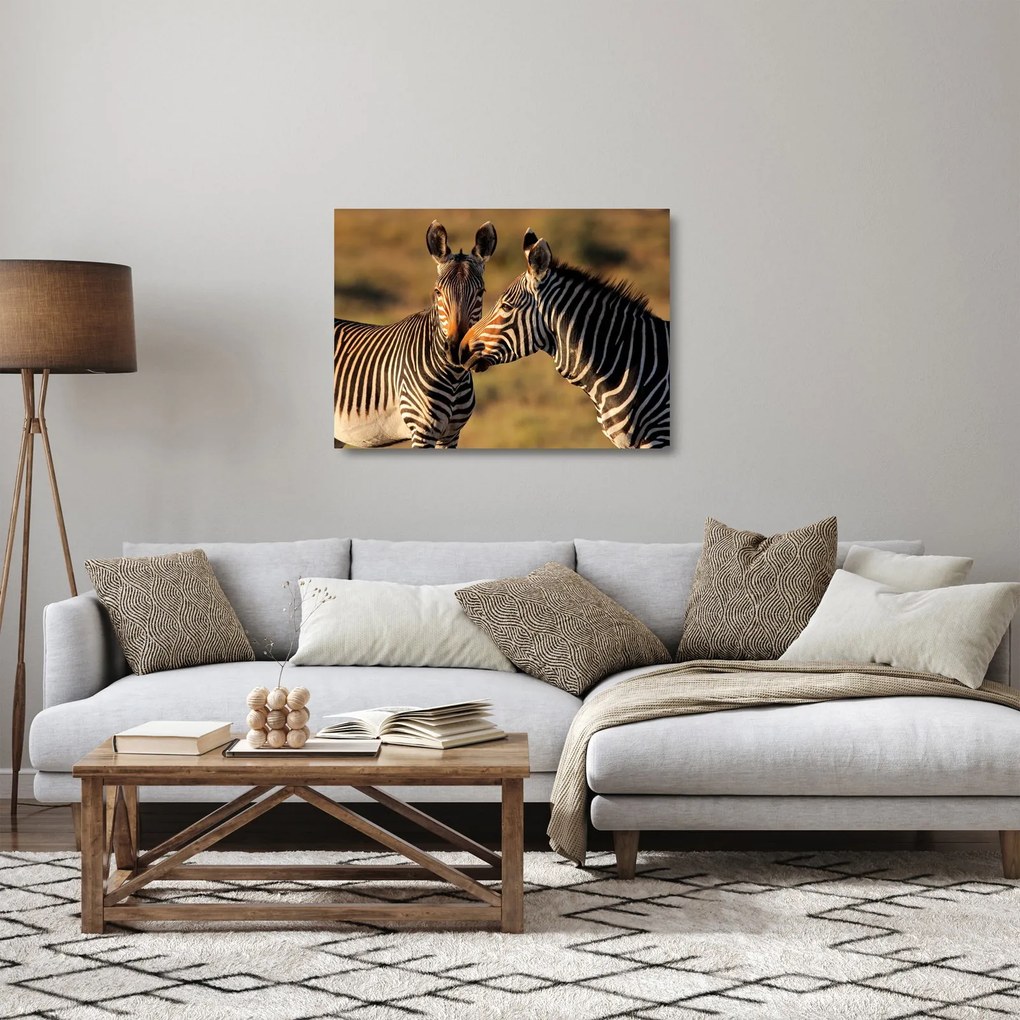 Tablou pe sticlă - Două zebre (70x50 cm)