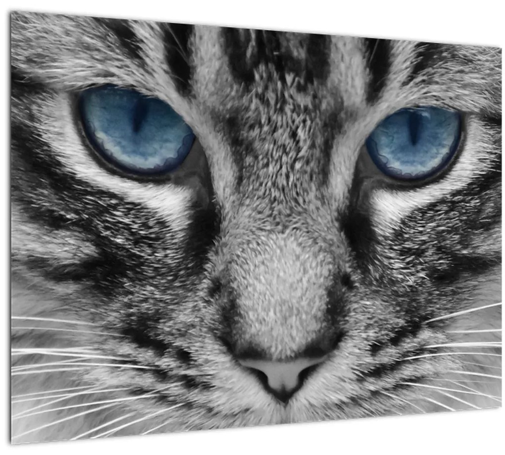 Tablou cu pisica (70x50 cm)
