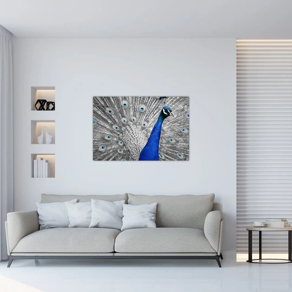 Tablou - păun albastru (90x60 cm)