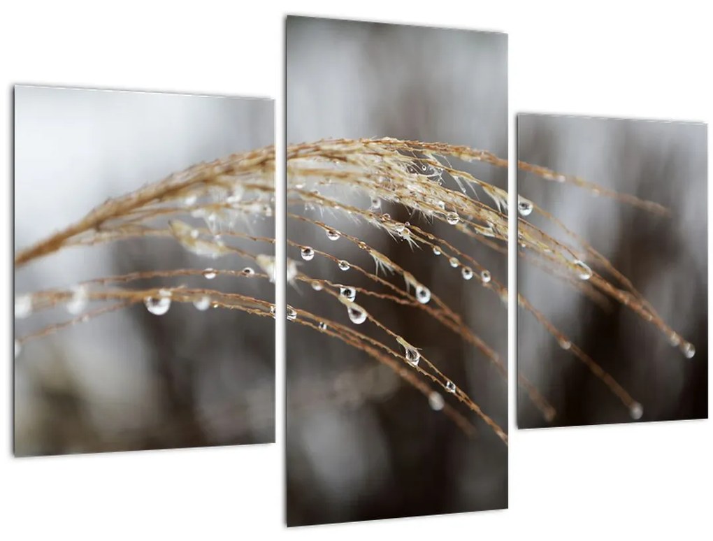 Tablou - Picături pe plantă (90x60 cm)