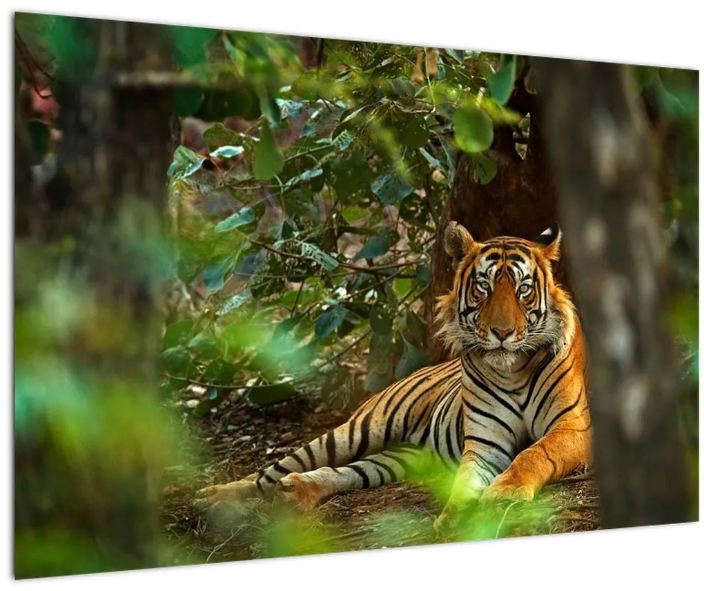 Tablou - Tigru odihnindu -se (90x60 cm)
