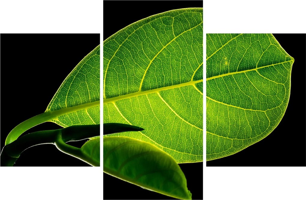 Tablou - frunză verde (90x60 cm)