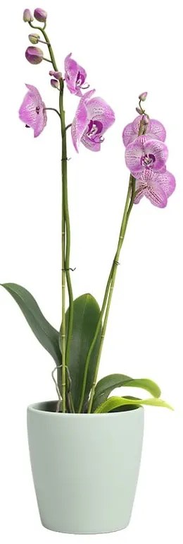 Ghiveci din ceramică ø 14 cm Thalia – Artevasi