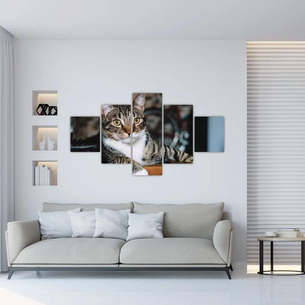 Tablou cu pisica (125x70 cm), în 40 de alte dimensiuni noi