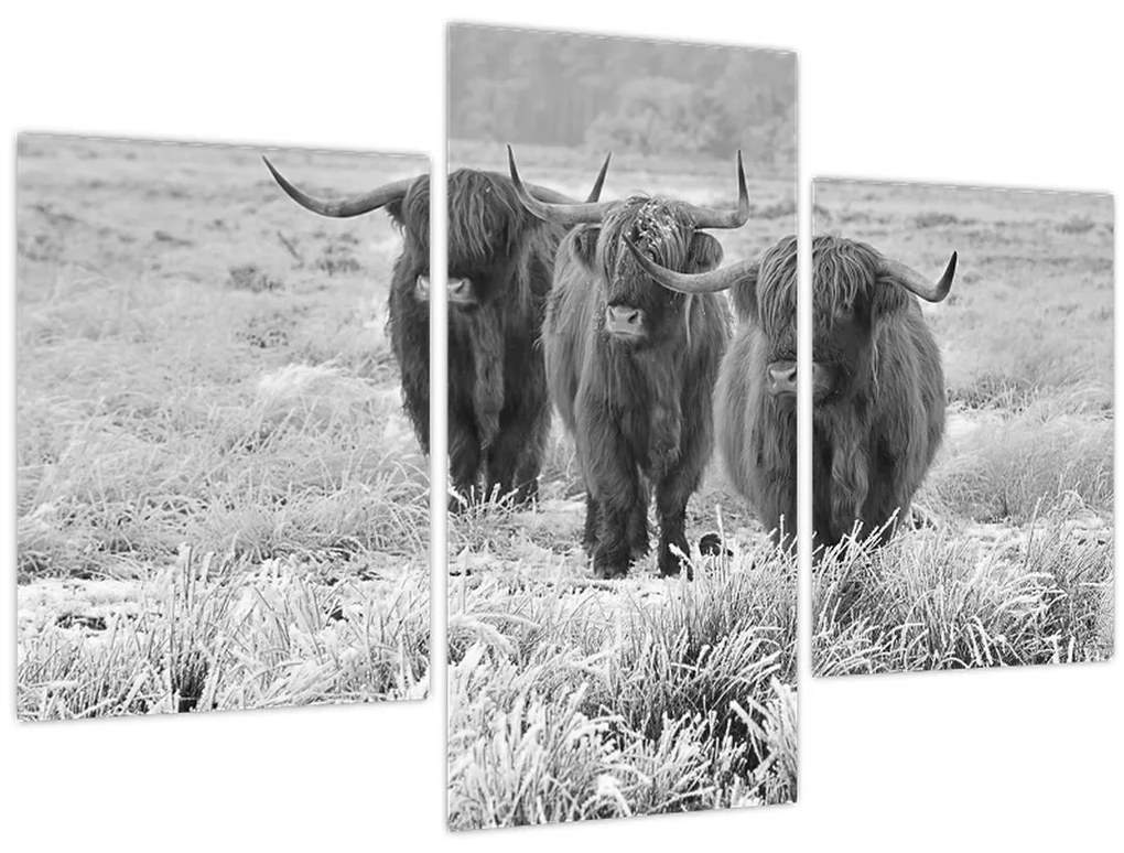 Tablou - Vaci scoțiene,alb-negru (90x60 cm)
