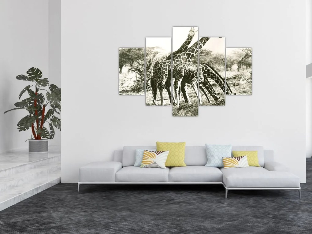 Tablou - Girafe, de epocă (150x105 cm)