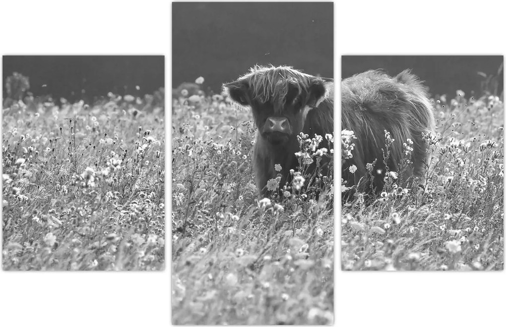 Tablou - Vacă scoțiană 5,alb-negru (90x60 cm)