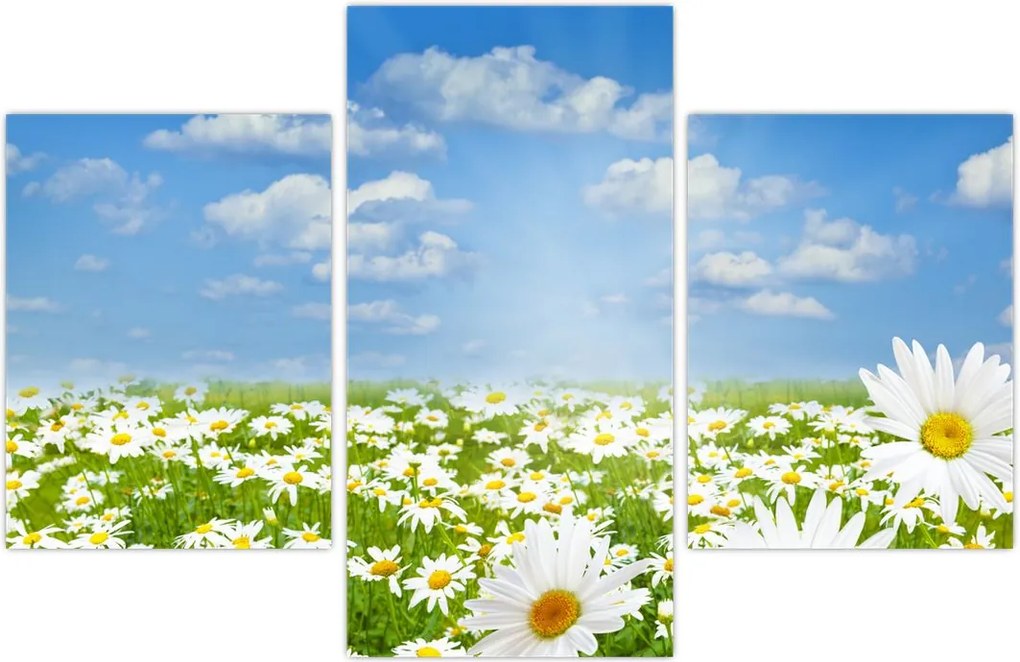 Tablou cu luncă înflorită cu margarete (90x60 cm)