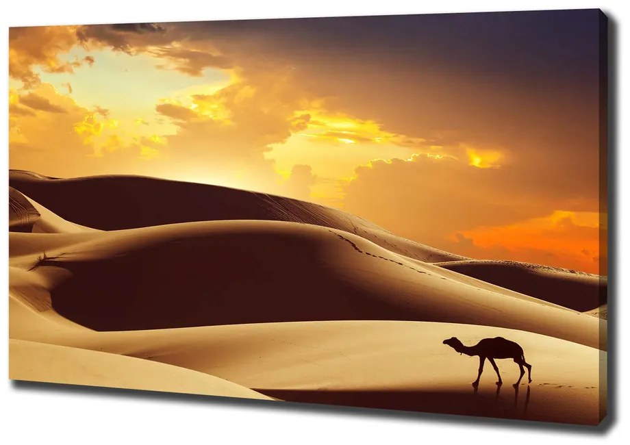 Tablou pe pânză Cămilă sahara