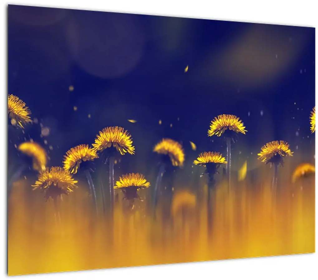 Tablou pe sticlă - Păpădii (70x50 cm)