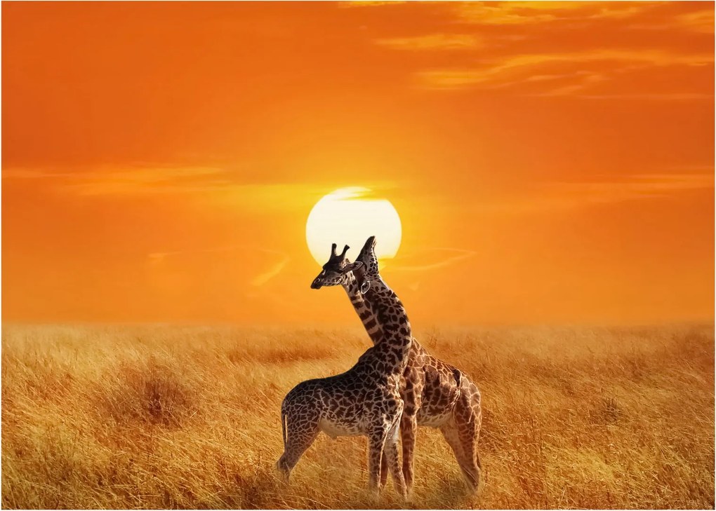 Tablou - Girafe în Parcul Național Serengeti (70x50 cm)