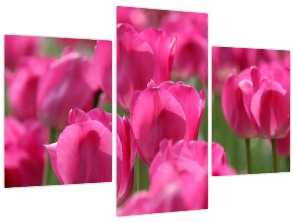Tablou - Lalele roz (90x60 cm)