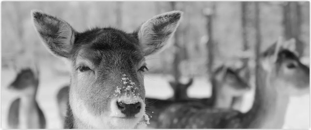 Tablou - Cerbi,alb-negru (120x50 cm)