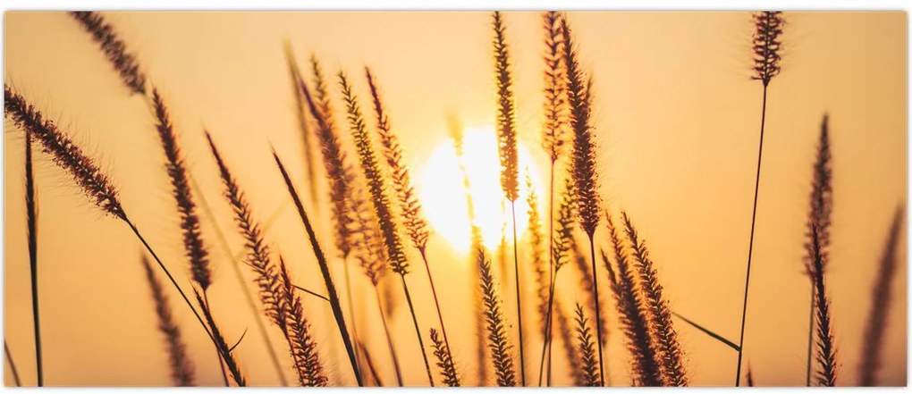 Tablou - Iarbă la soare (120x50 cm)
