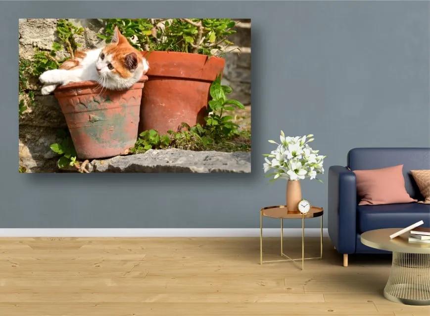 Tablouri Canvas Animale - O floare de pisica