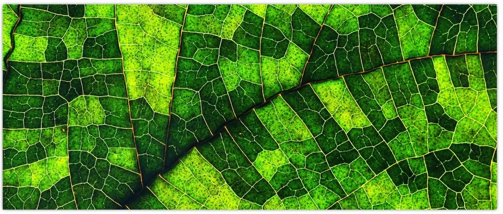 Tablou - Detaliu frunze (120x50 cm)