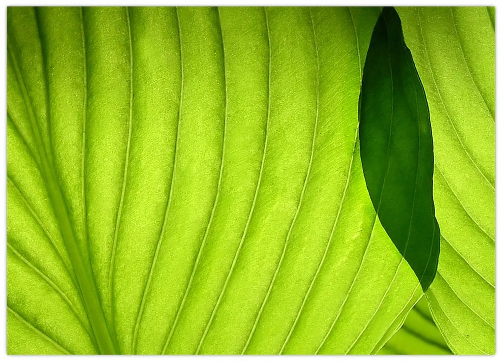 Tablou pe sticlă - Detaliu de frunză verde (70x50 cm)