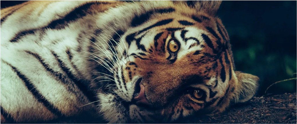 Tablou - Tigrul Siberian (120x50 cm)