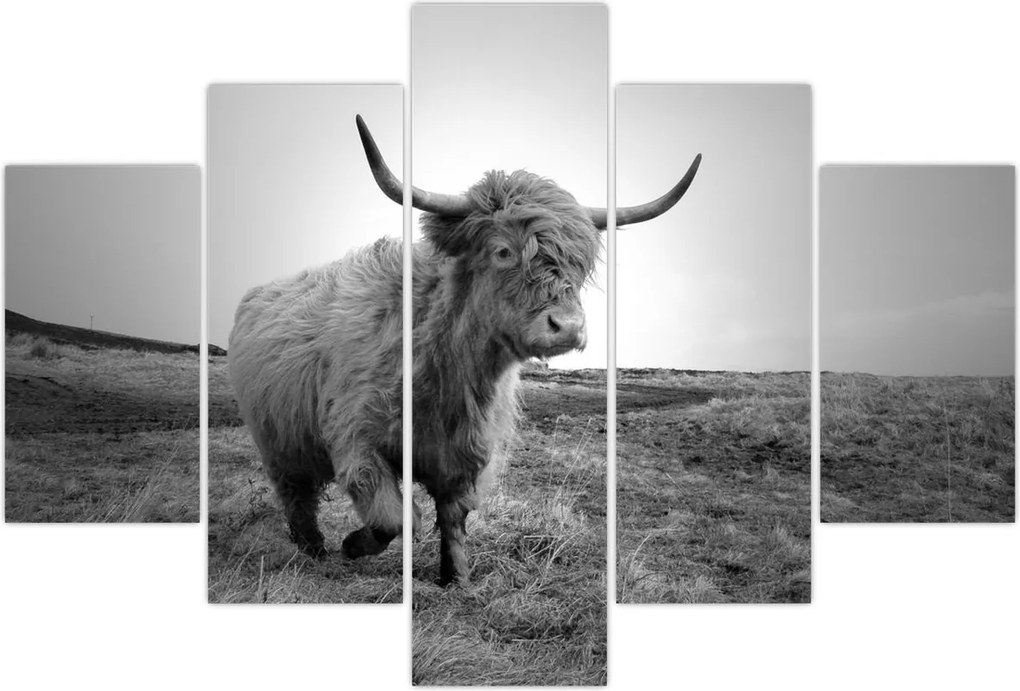 Tablou - Vacă scoțiană,alb-negru (150x105 cm)