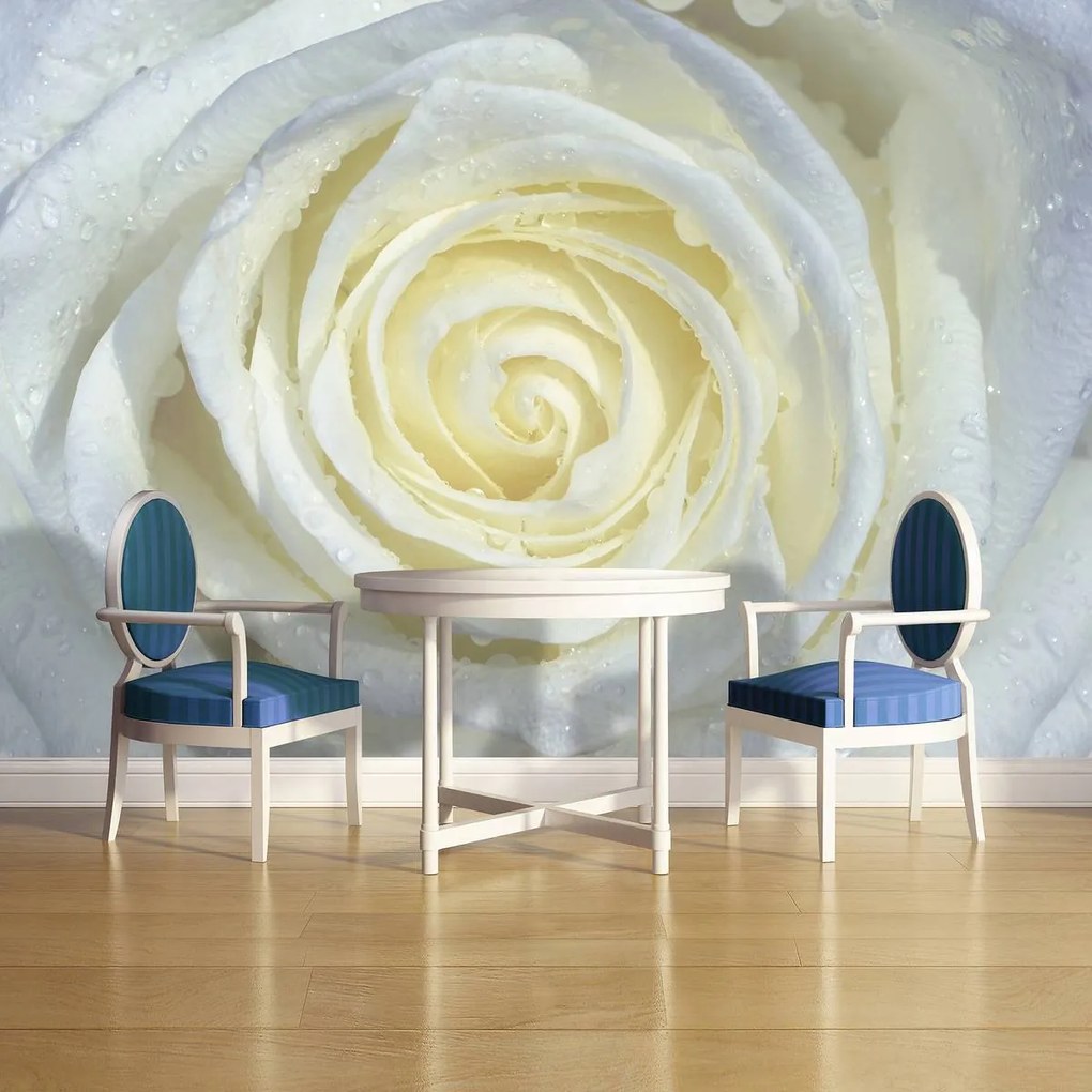 Fototapet - Trandafir alb (152,5x104 cm)