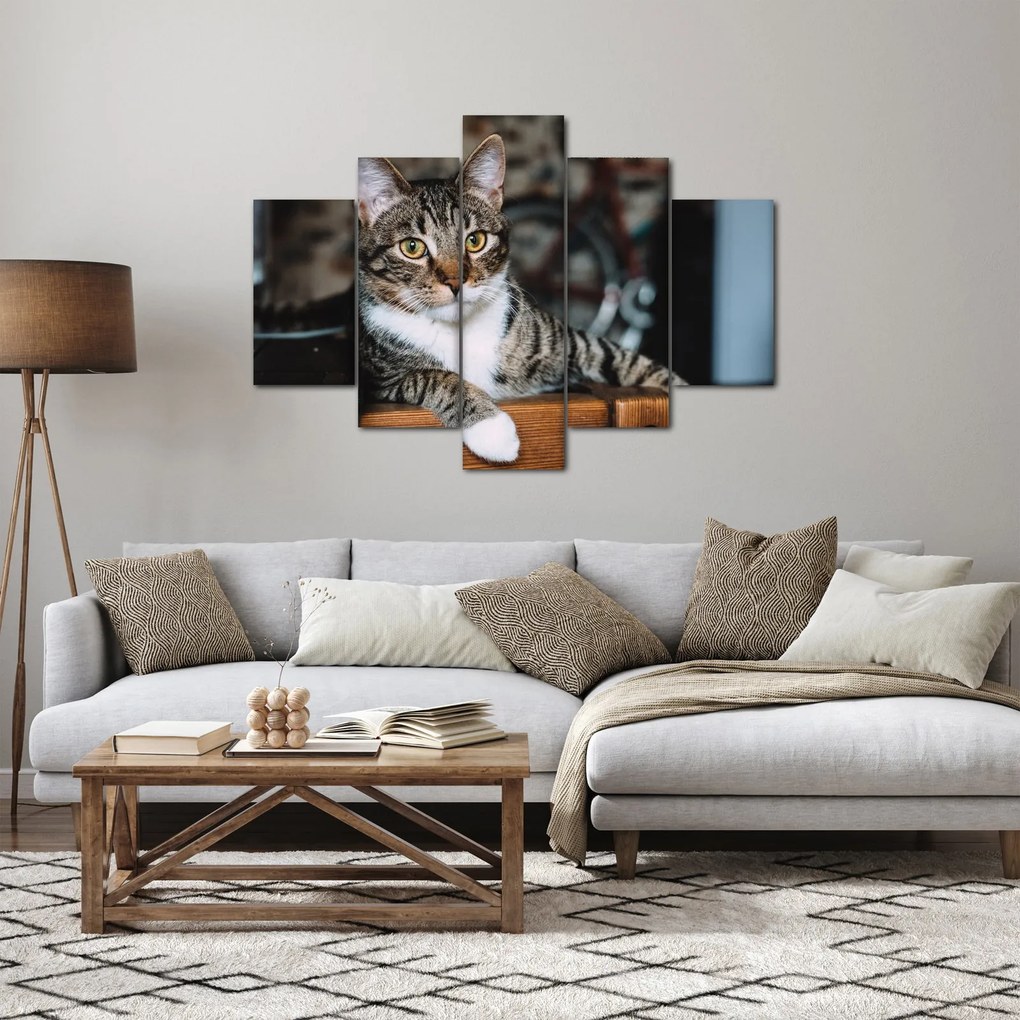 Tablou cu pisica (150x105 cm)