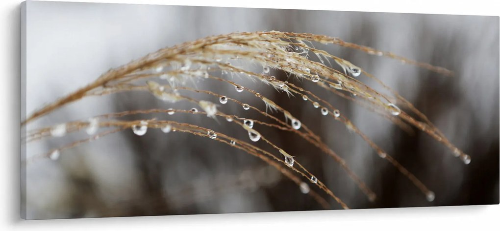 Tablou - Picături pe plantă (120x50 cm)
