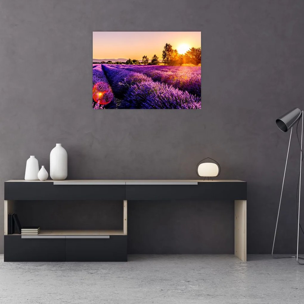Tablou cu câmp de lavanda (70x50 cm)