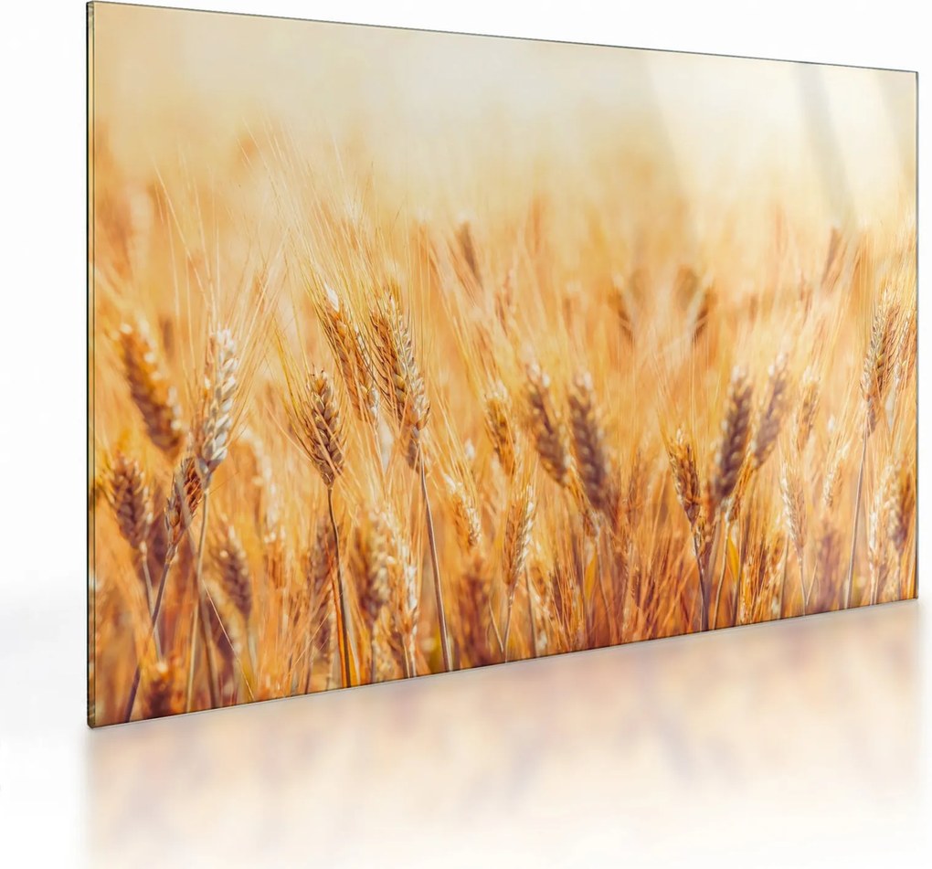 Tablou pe sticlă - câmp cu grâne (70x50 cm)