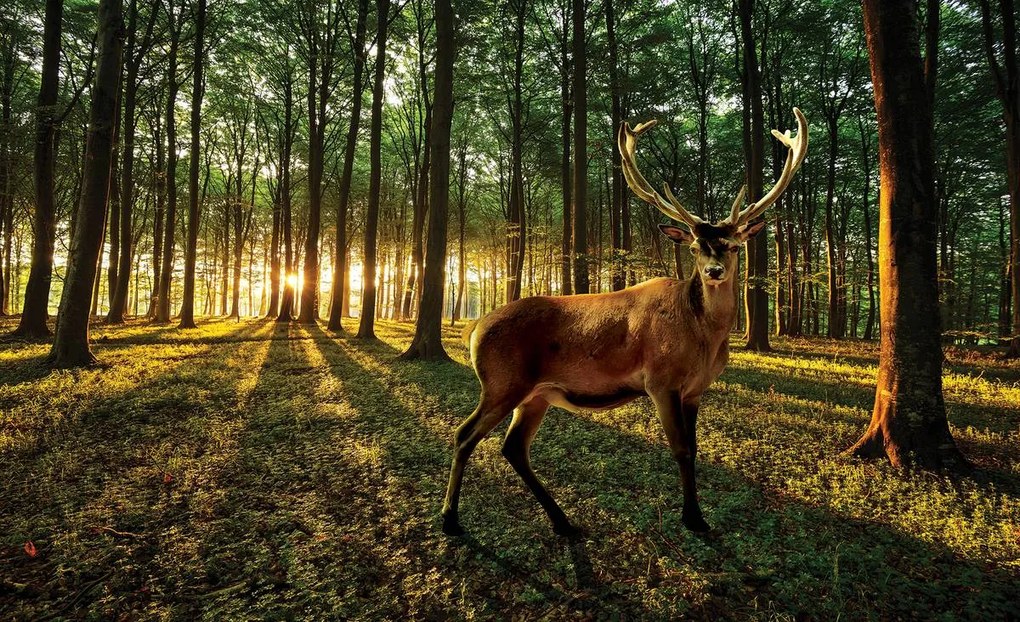 Fototapet - Cerb (254x184 cm)