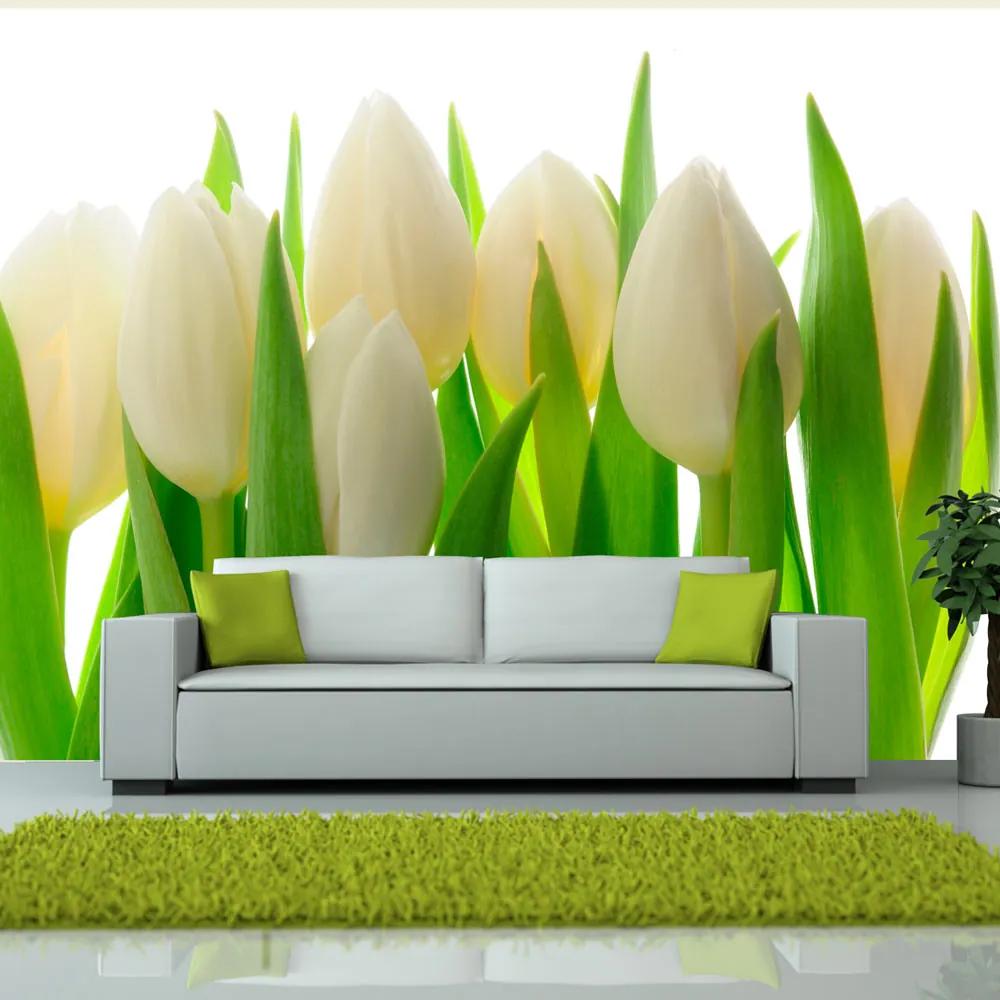 Fototapet Bimago - White tulips + Adeziv gratuit 200x154 cm