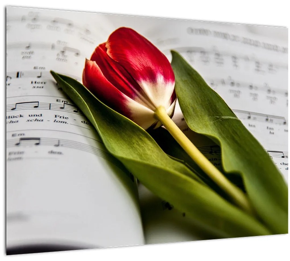 Tablou - Lalea roșie (70x50 cm)
