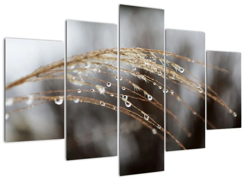 Tablou - Picături pe plantă (150x105 cm)