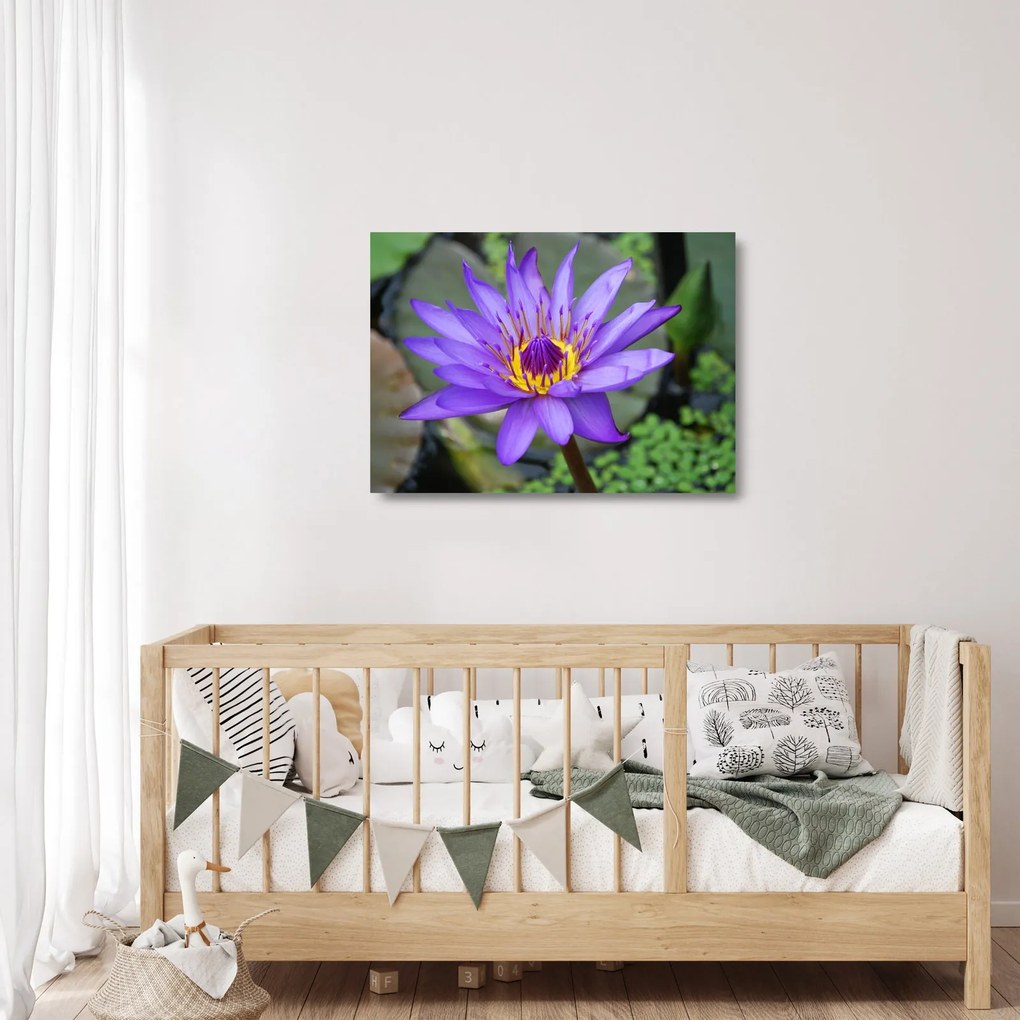 Tablou pe sticlă - Floare violet (70x50 cm)