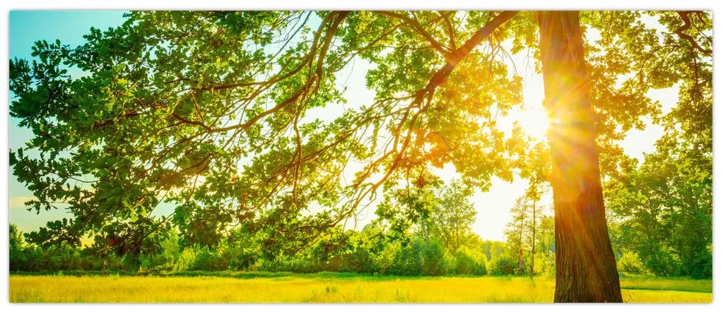 Tablou - Pădurea însorită (120x50 cm)