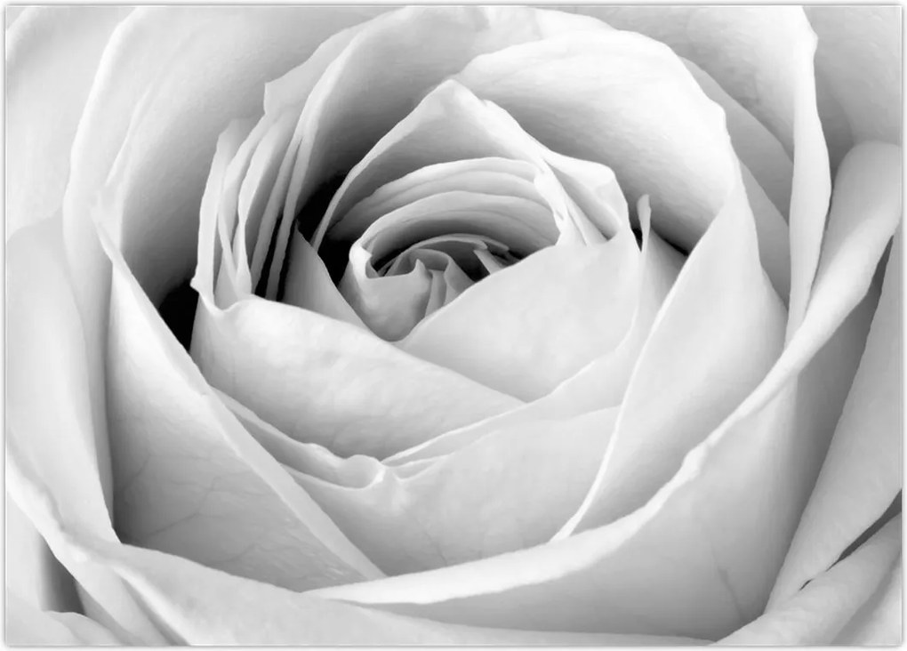 Tablou - Detailu de floare de trandafir (70x50 cm)