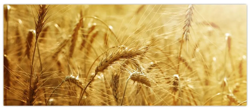 Tablou - Spice de cereale (120x50 cm)