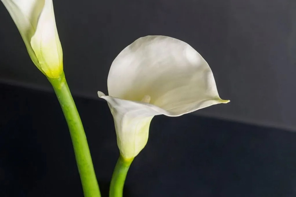 Aranjament floral mediu design LUX CILINDRO CALLA