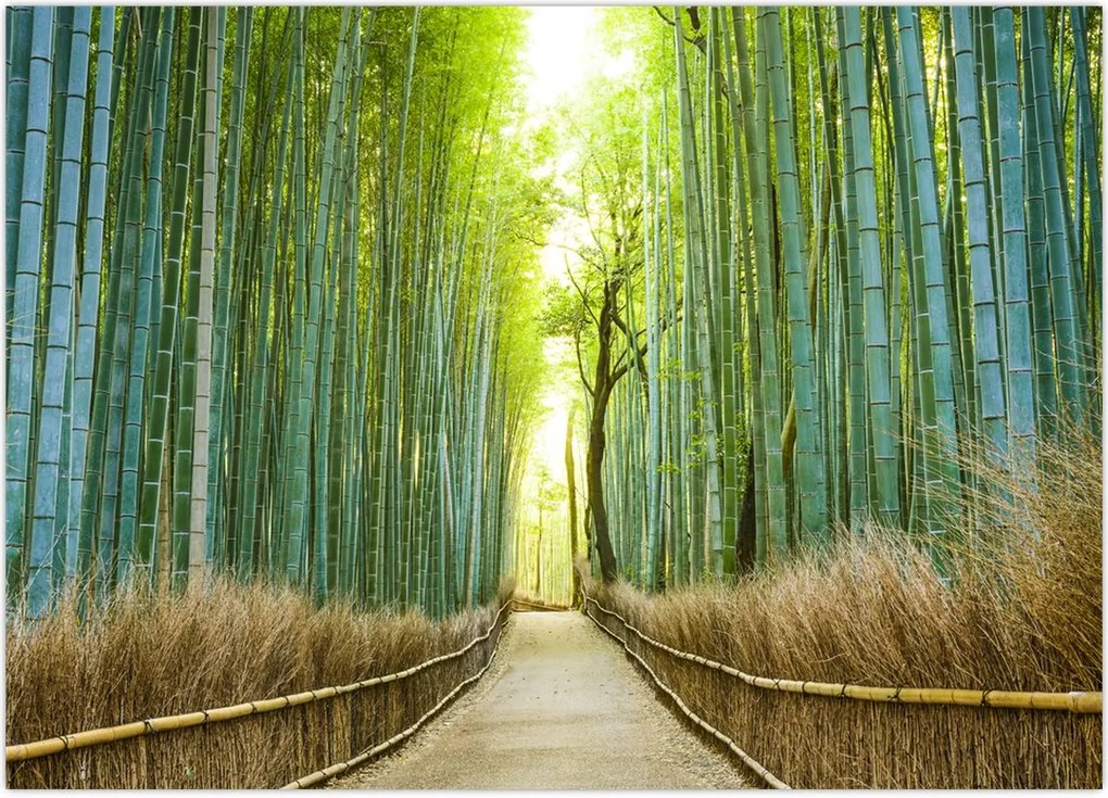Tablou - Pădure de bambus (70x50 cm)