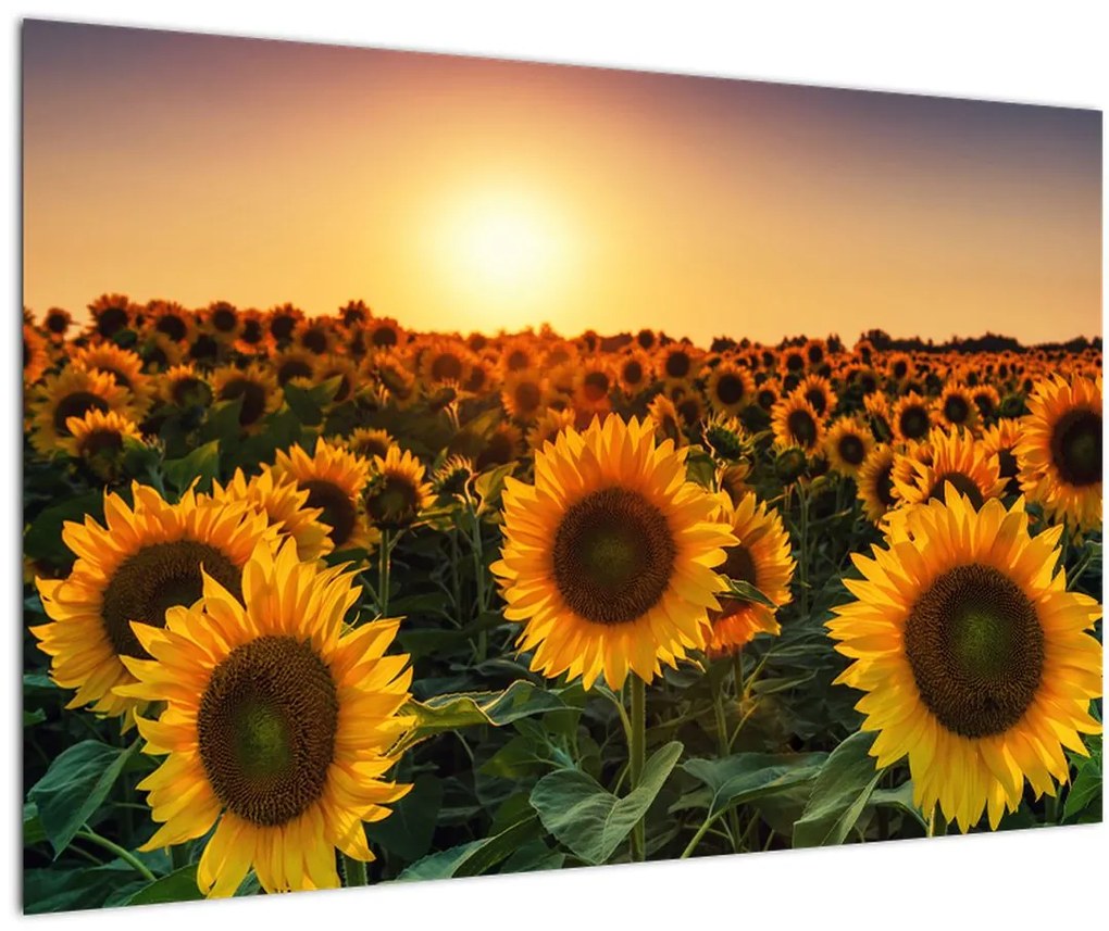 Tablou - Floarea soarelui (90x60 cm)
