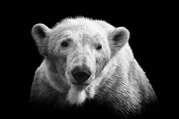 Fotografie Polar bear on black, © Christian Meermann