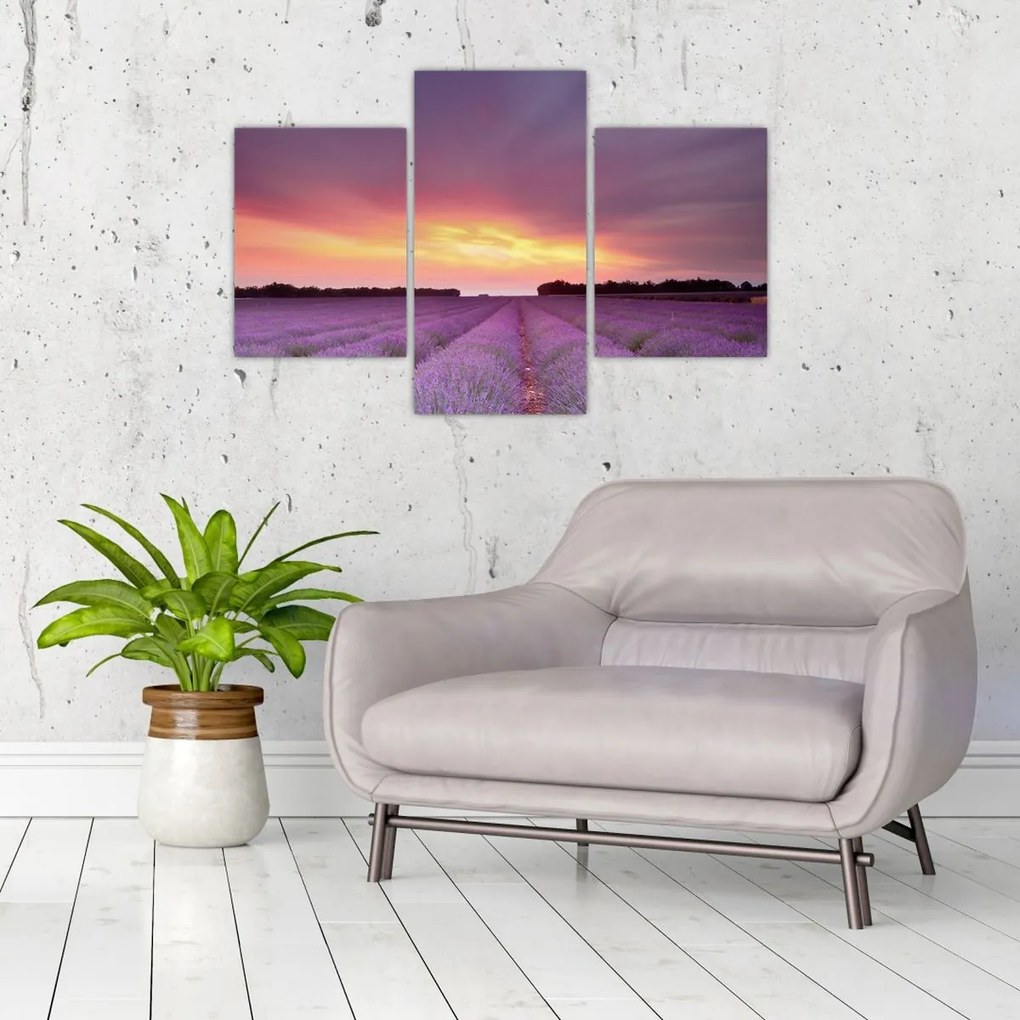Tablou - Câmp de lavandă (90x60 cm)