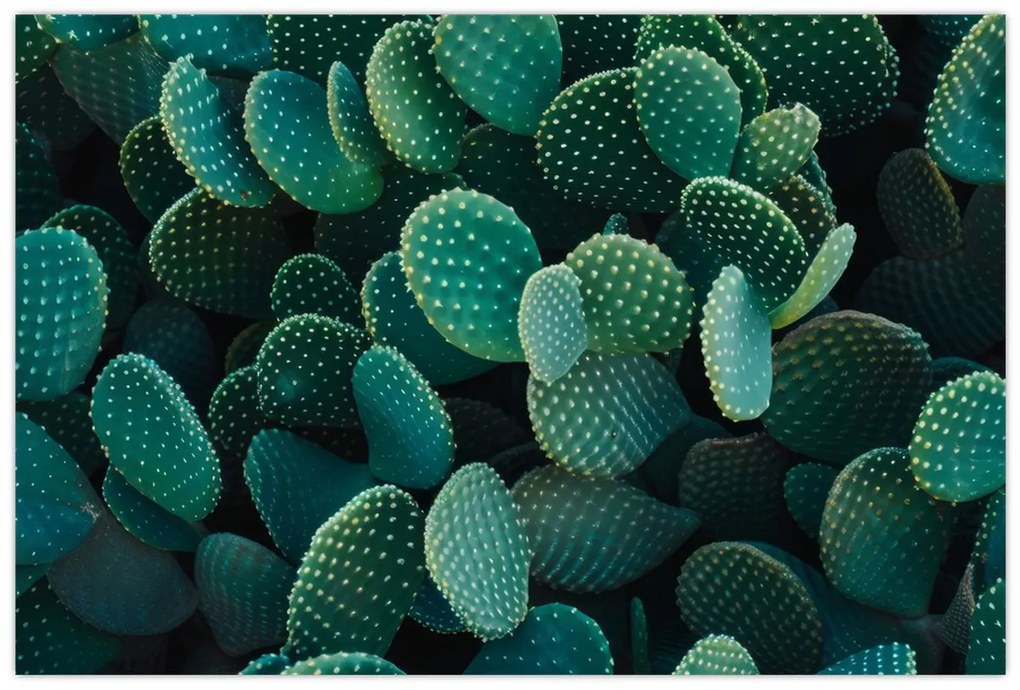 Tablou - Opuntia (90x60 cm)