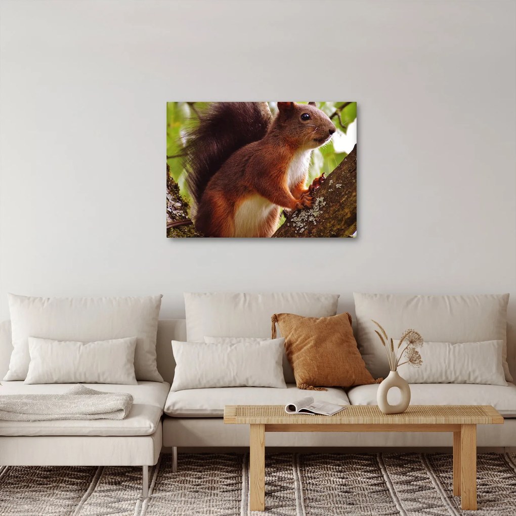 Tablou cu veverița (70x50 cm)