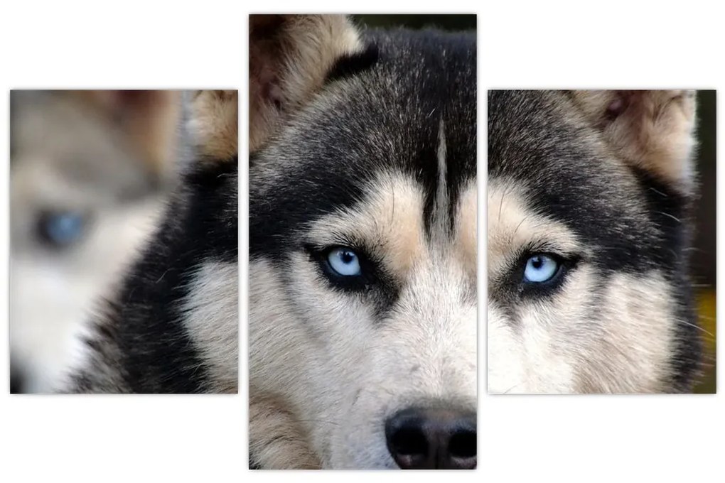 Tablou cu câinele husky (90x60 cm)