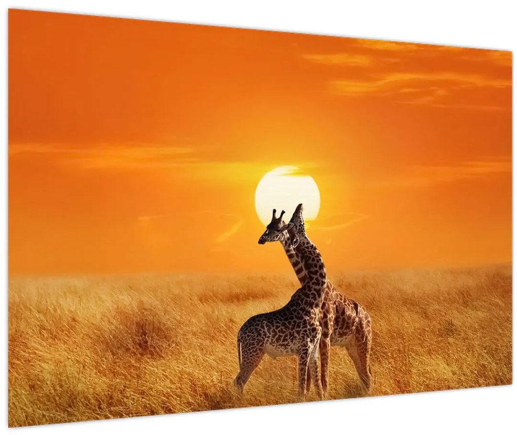 Tablou - Girafe în Parcul Național Serengeti (90x60 cm)