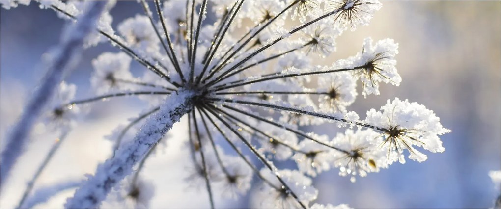 Tablou - Flori înghețate (120x50 cm)
